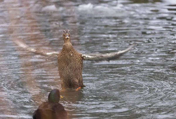 Seitenansicht Von Enten Die Winter Ihre Flügel Auf Einem Teich — Stockfoto