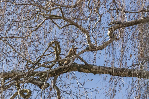 Asio Hotus 長耳フクロウ 木の冠に座ってフクロウの野生の写真 — ストック写真