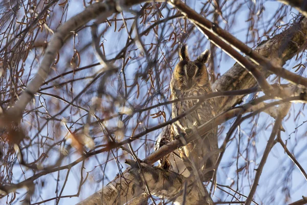 Asio Hotus 長耳フクロウ 木の冠に座ってフクロウの野生の写真 — ストック写真