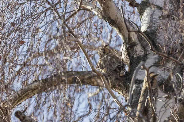 Asio Otus Hibou Des Marais Photo Sauvage Hibou Assis Dans — Photo