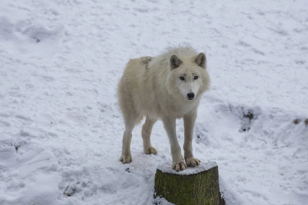 Lobo Ártico Invierno Sobre Nieve —  Fotos de Stock