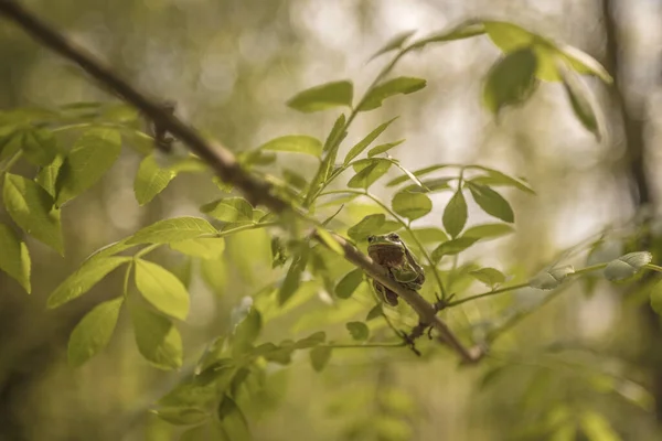 Sapo Hyla Arborea Arbórea Europeia Que Senta Ramo Foto Tem — Fotografia de Stock