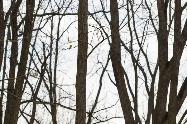 Spinus Spinus Ευρασιατική Siskin Κάθεται Ένα Στέμμα Δέντρο Στο Δάσος — Φωτογραφία Αρχείου