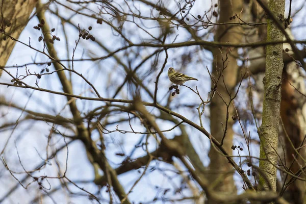 Spinus Spinus Eurazjatycka Siskin Siedzi Koronie Drzewa Lesie — Zdjęcie stockowe