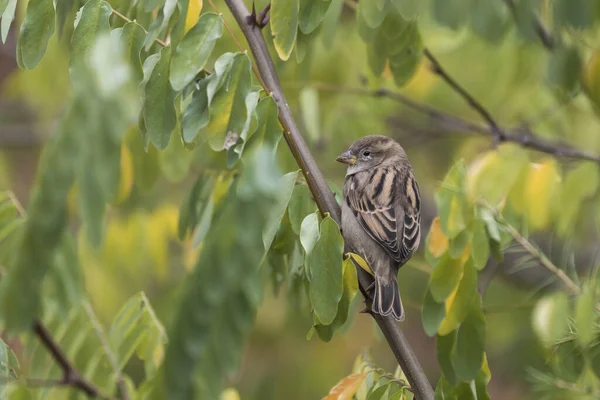 緑の背景を持つ木の枝に座っている雀 — ストック写真