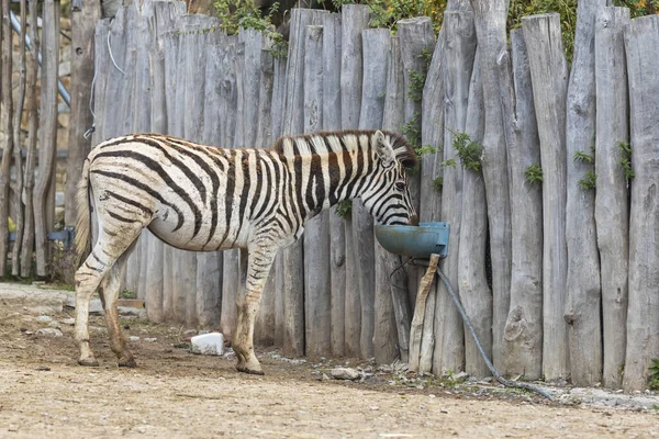 Zebra Hipotigris Tahta Bir Çitin Yanında Durur Içer — Stok fotoğraf