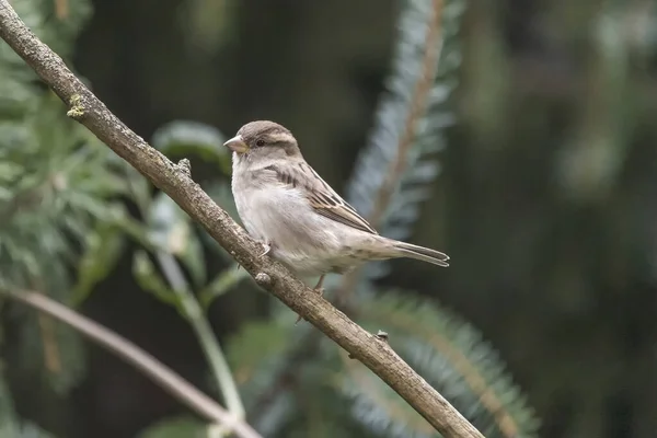 Eurasian Tree Sparrow Passer Montanus Сидячи Гілочці Дерева — стокове фото