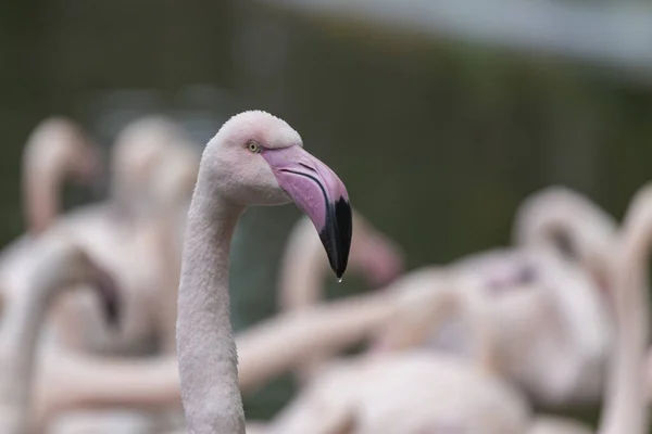 Gyönyörű Közeli Portré Greater Flamingo Phoenicopteriformes Szép Háttérrel Bokeh — Stock Fotó