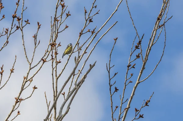 Cyanistes Caeruleus Teta Azul Sentada Ramas Árboles Fondo Cielo Azul —  Fotos de Stock