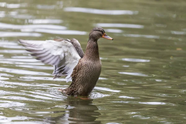 Pato Salvaje Agitando Sus Alas Antes Del Despegue —  Fotos de Stock