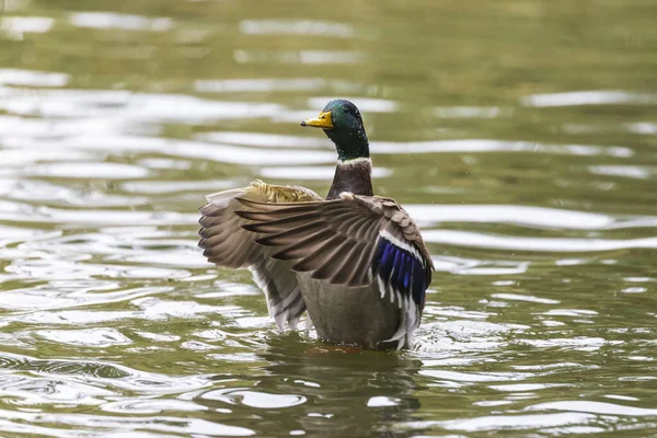 Pato Salvaje Agitando Sus Alas Antes Del Despegue —  Fotos de Stock