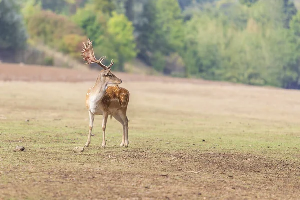 Jachère Deer Dama Dama Sur Une Prairie Verte — Photo