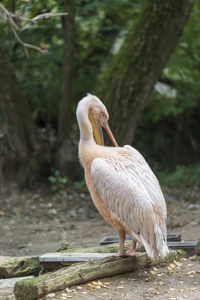 伟大的水鸟鹈鹕 Pelecanus 照片与不错的Bokeh — 图库照片