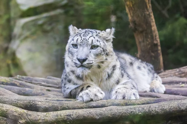 Panthera Uncia Montaña Leopardo Descansando Zoológico Rellano Madera — Foto de Stock