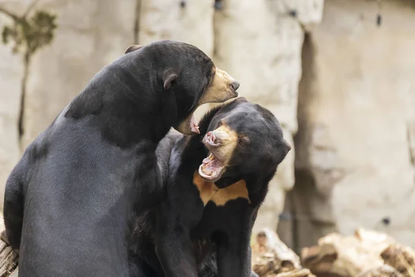 Doi Urși Helarctos Malayanus Ursul Malaezian Luptă Gură Deschisă — Fotografie, imagine de stoc