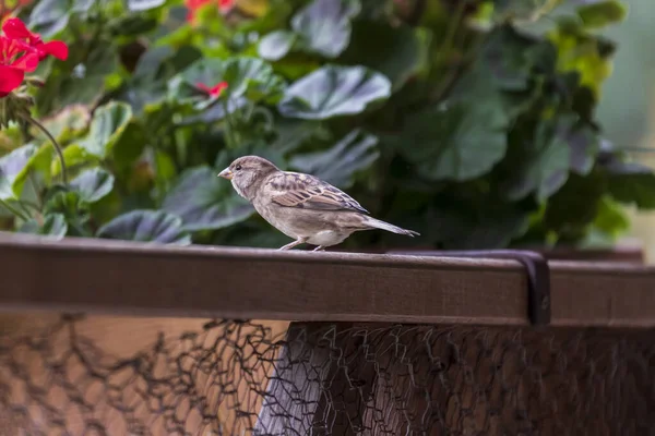 Sparrow Sitting Flower Box — Stock Photo, Image