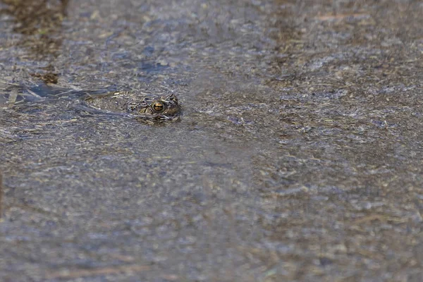 Bufo Bufo 常见的蛤蟆躲在一个池塘里 池塘里有乌鸦 — 图库照片