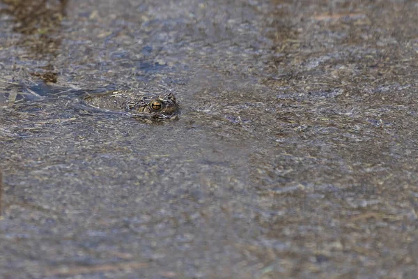 Bufo Bufo Common Toad Hiding Pond Which Rakos — Stock Photo, Image