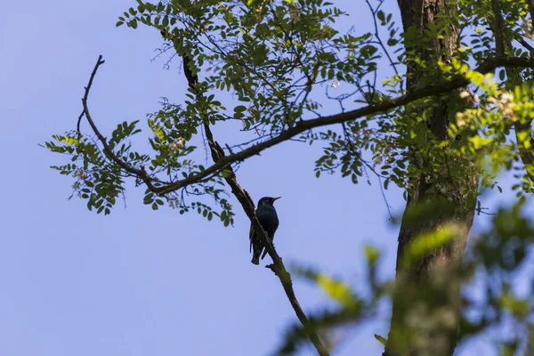 Ağaç Tacında Oturan Bir Tırpanın Silüeti — Stok fotoğraf