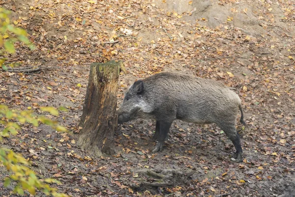 Sus Scrofa Jabalí Que Está Bosque Profundo Diferentes Edades Busca —  Fotos de Stock