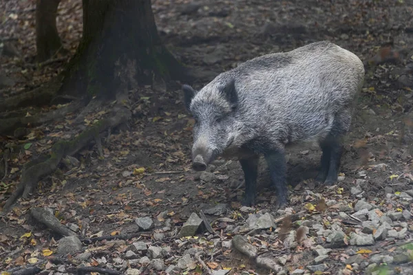 Sus Scrofa Das Wildschwein Das Sich Tiefen Wald Aufhält Ist — Stockfoto
