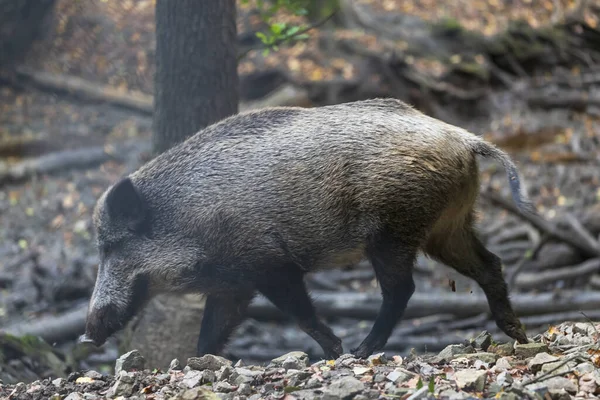 Sus Scrofa Das Wildschwein Das Sich Tiefen Wald Aufhält Ist — Stockfoto