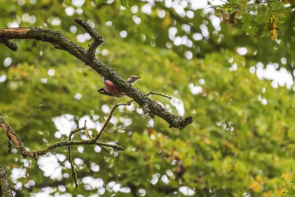 딱따구리 의나무 가지에 있는덴드로 아름다운 배경을 가지고 — 스톡 사진