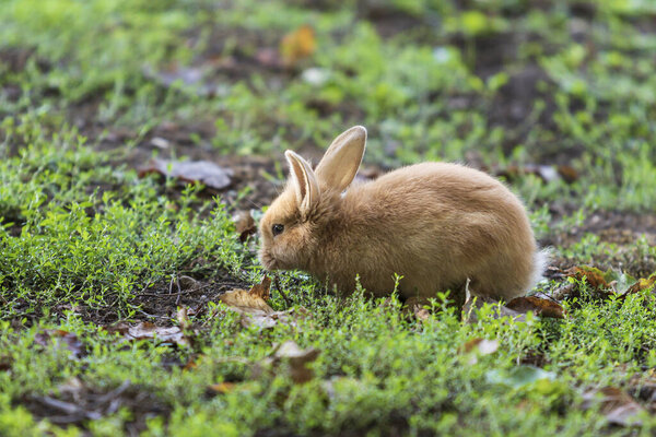 Oryctolagus - Кролик диких в саду в зеленой траве
.