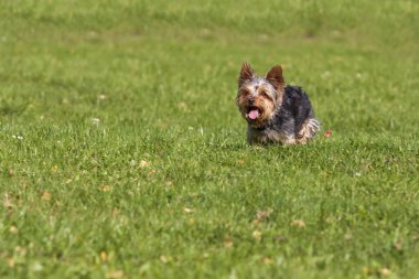 Küçük Yorkshire Teriyeri çayırda koşar ve dilini dışarı çıkarır..