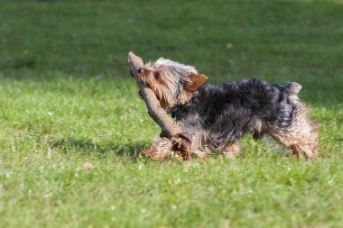 Küçük Yorkshire Teriyeri çayırda yürüyor ve büyük bir sopa alıyor..