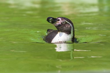 Sphenisciformes - Penguen - suda yüzer. Yeşil arkaplan ve güzel bokeh.