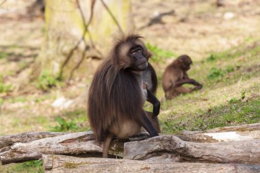 Papio - Babun bahçede oturur ve etrafına bakar.