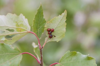 Grupta yeşil yaprak üzerinde coccinella septempunctata.