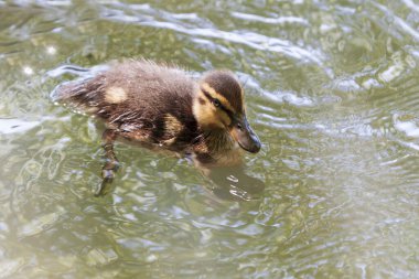 Su birikintisindeki güzel renkli ördek. Onun görüntüsü suya yansıyor..