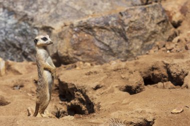 Meerkat - Suricata suricatta - bir grupta muhafaza altında.