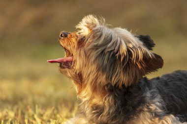 Küçük Yorkshire Teriyeri çayırda koşar ve dilini dışarı çıkarır..