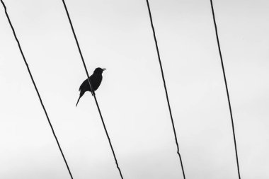 Yüksek gerilim kablolarında oturan siyah küçük bir kuşun silüeti..