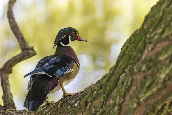 Colorful ornamental ducks on a tree by the pond.