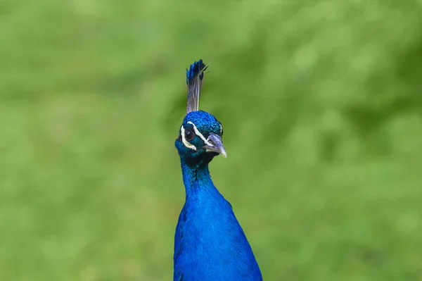 Portrait Pavo Cristatus Paon — Photo