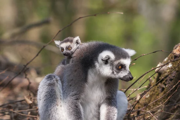 Retrato Lemuriformes Lemurs Parque Filhote Lêmure Pequeno — Fotografia de Stock