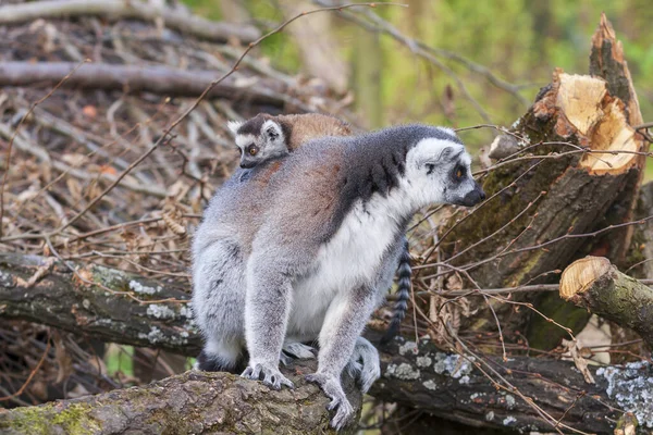 Retrato Lemur Parque Com Fundo Agradável — Fotografia de Stock