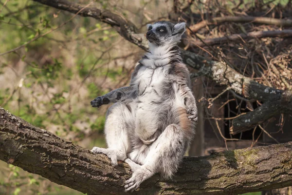 Retrato Lemur Parque Com Fundo Agradável — Fotografia de Stock