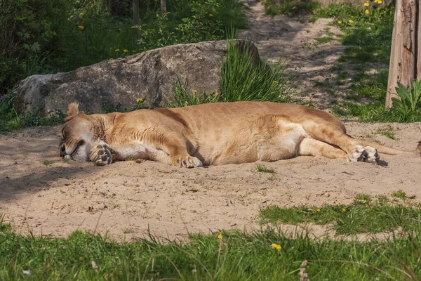 Lion lies on its side and basks in the sun.