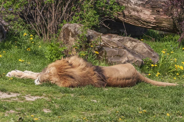 Lion Repose Sur Côté Prélasse Soleil — Photo