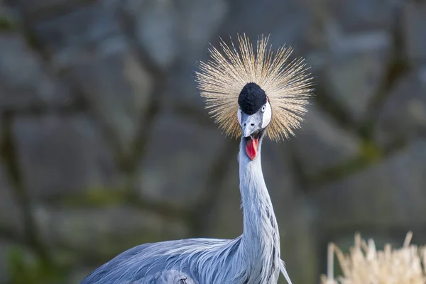 Portrait of Balearica regulorum - Crowned Crane on meadow.