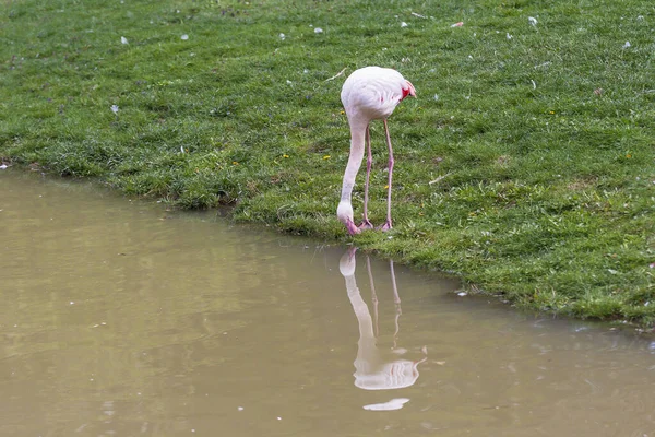 Vackra Närbild Porträtt Större Flamingo Phoenicopteriformes Med Fin Bakgrund Och — Stockfoto