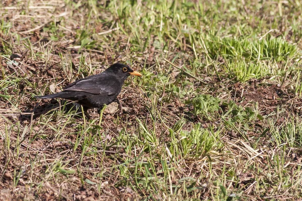 Turdus Merula Kos Louce — Stock fotografie