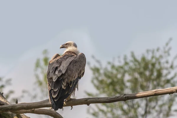 Gyps Fulvus Griffon Vulture Zit Een Boom Achtergrond Een Blauwe — Stockfoto