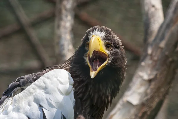 Retrato Joven Águila Calva Haliaeetus Leucocephalus — Foto de Stock