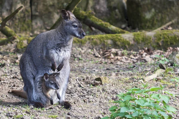Makropodidae Kangurunun Cebinde Küçük Bir Kanguru Var — Stok fotoğraf